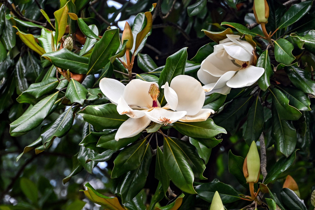 Image of Magnolia grandiflora specimen.