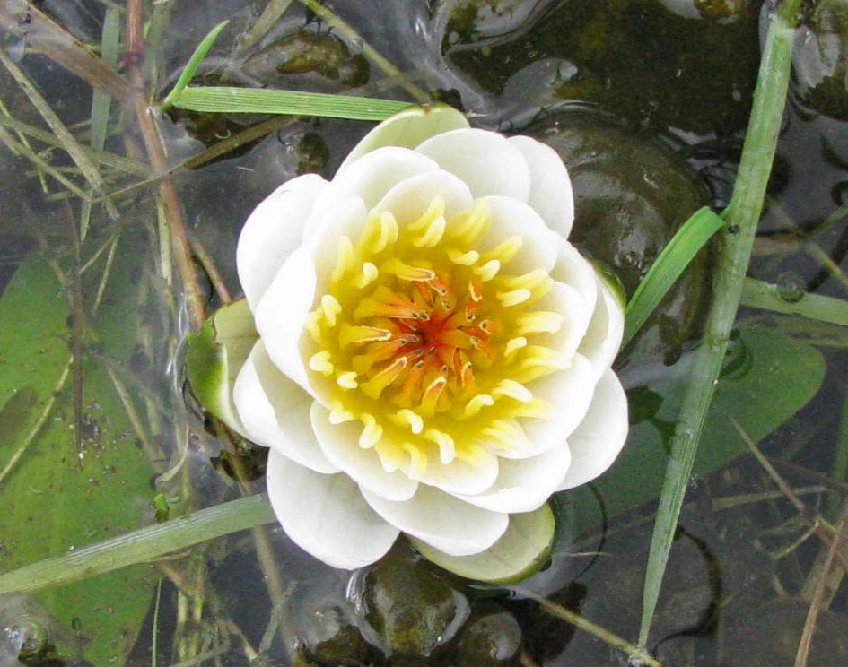 Image of Nymphaea &times; borealis specimen.