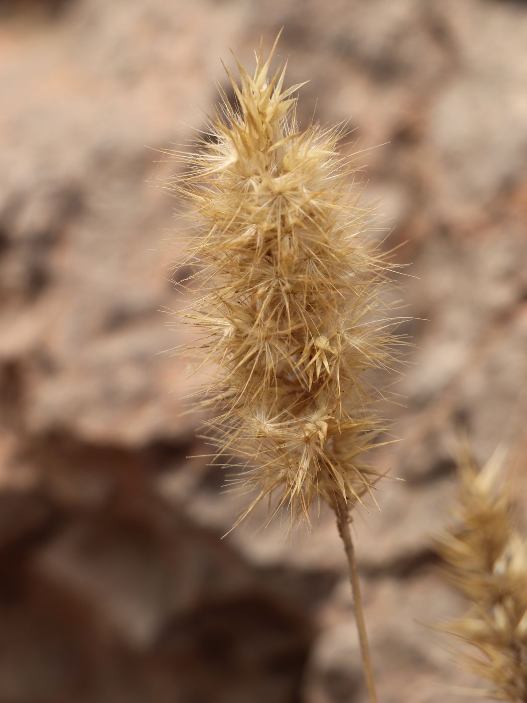 Image of Enneapogon persicus specimen.