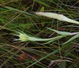 род Tragopogon. Верхушка побега с соцветием и соплодие (вверху). Рязанская обл., Милославский р-н, окр. р. Паника в 1,5 км выше устья, 300 м от левого берега, луг. 31 июля 2024 г.