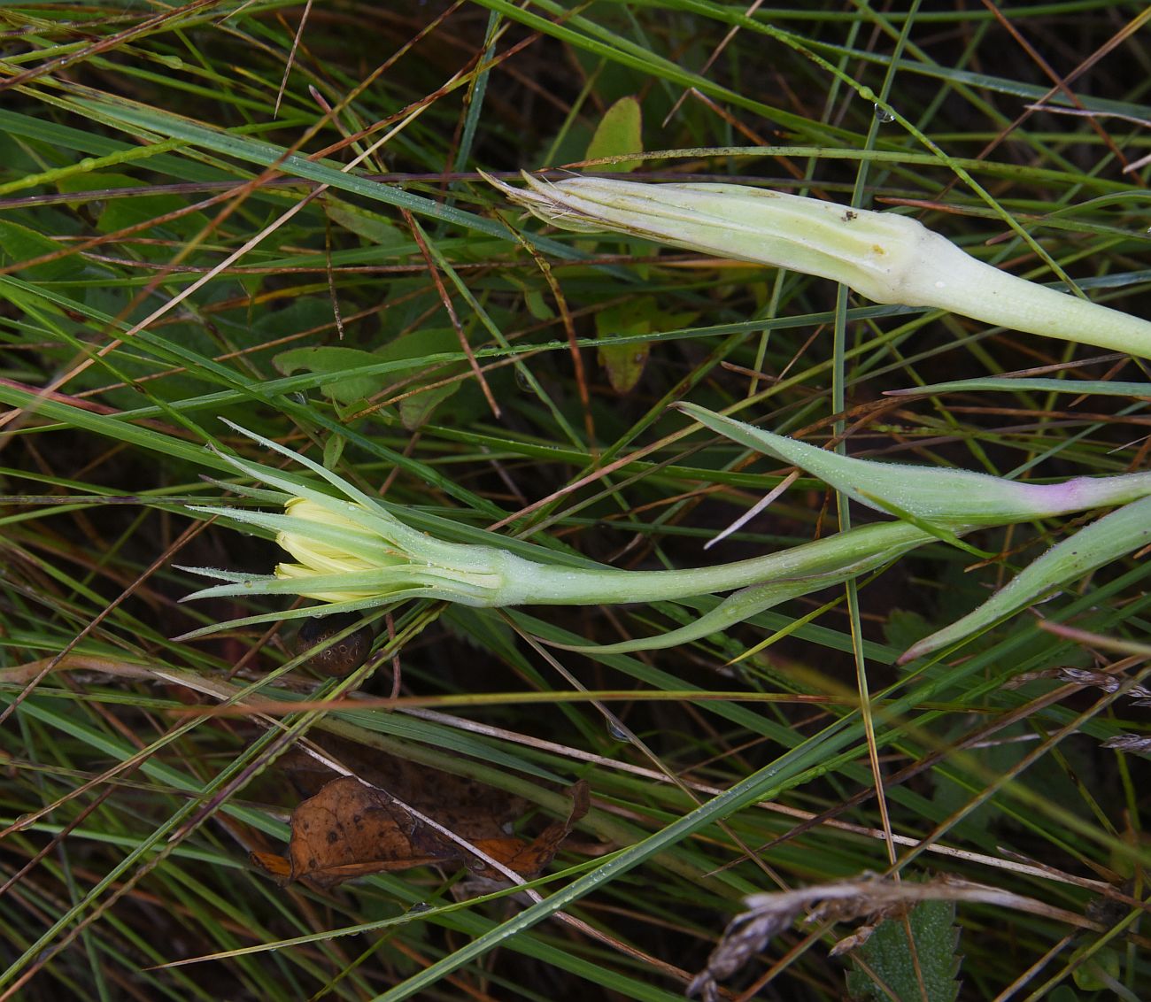 Изображение особи род Tragopogon.