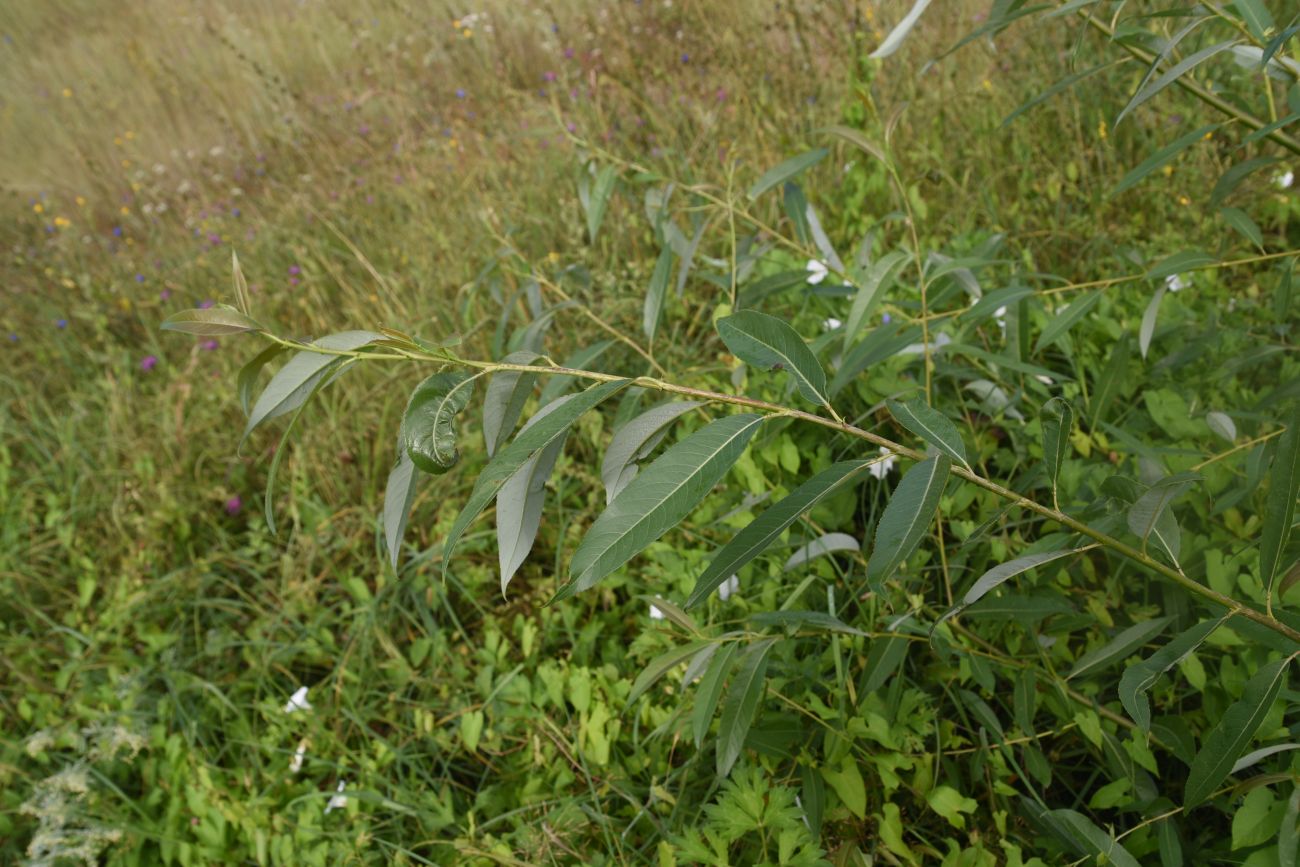 Image of genus Salix specimen.