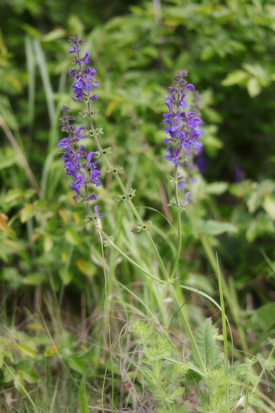 Изображение особи Salvia pratensis.