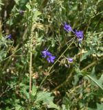 Delphinium ajacis. Верхушка цветущего растения. Рязанская обл., Милославский р-н, окр. устья руч. Рожня, обочина грунтовой дороги. 2 августа 2024 г.