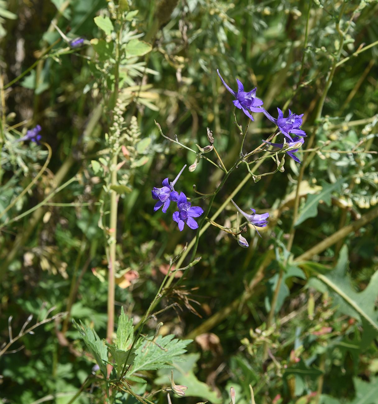 Image of Delphinium ajacis specimen.