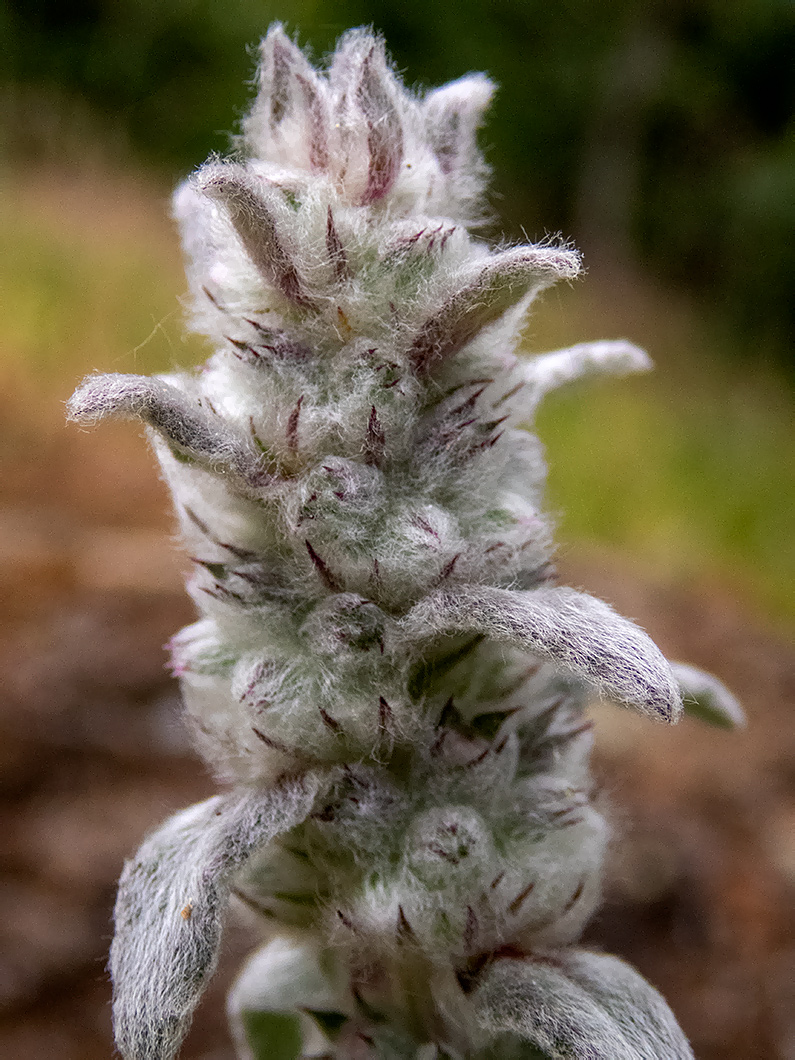 Image of Stachys velata specimen.