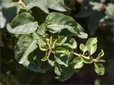 род Bougainvillea