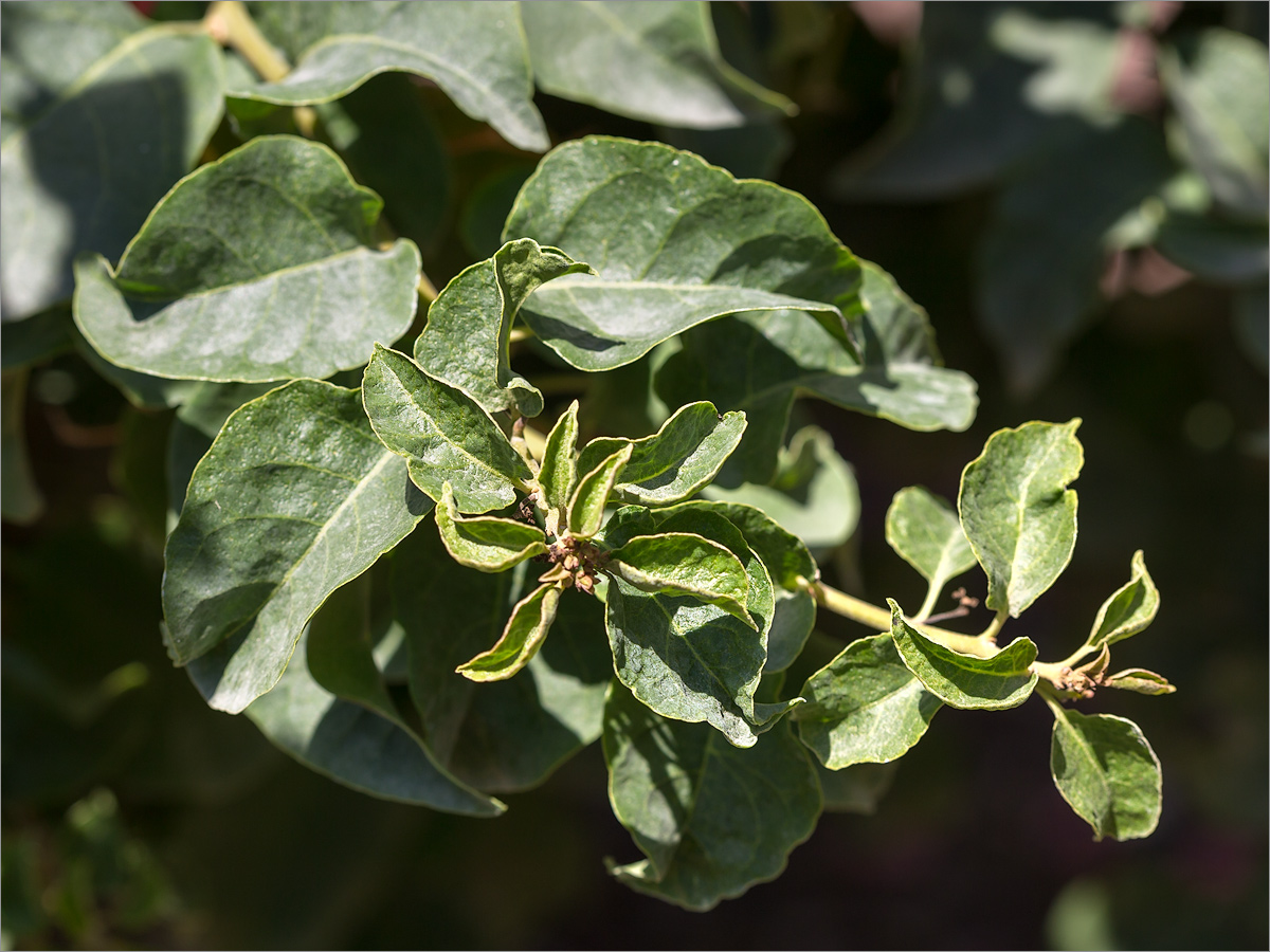 Image of genus Bougainvillea specimen.