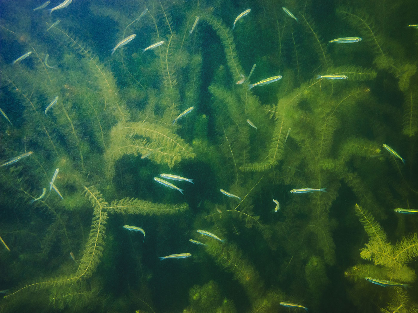 Изображение особи Myriophyllum verticillatum.