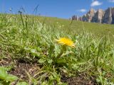 Taraxacum stenocephalum. Цветущее растение. Кабардино-Балкария, Черекский р-н, окр. с/п Верхняя Балкария, южный склон горы Бекаирбаши, ≈ 2100 м н.у.м., субальпийский луг. 29.07.2024.