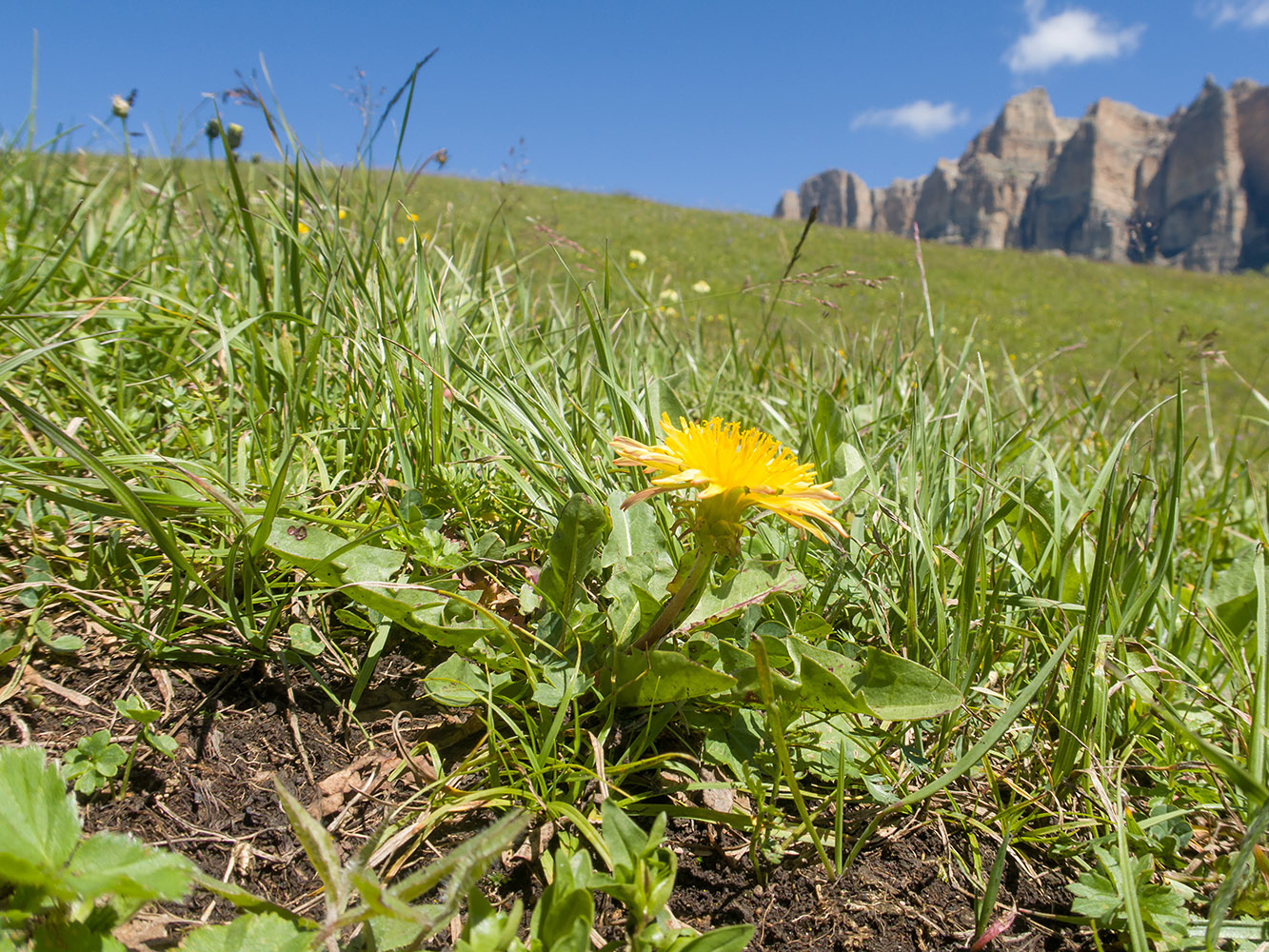 Image of Taraxacum stenocephalum specimen.