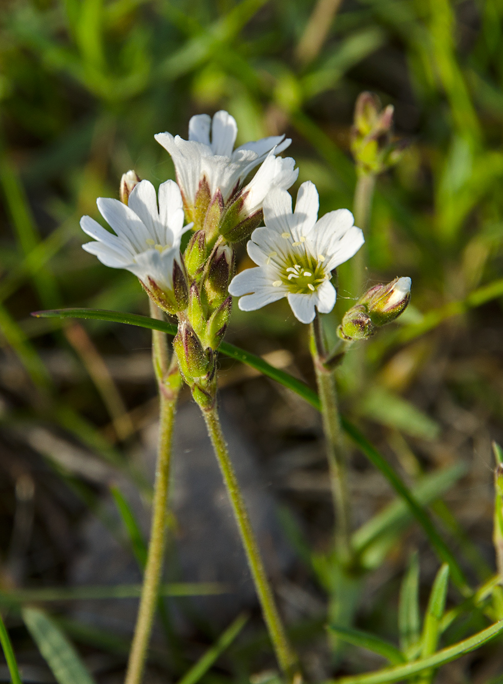 Image of Cerastium arvense specimen.