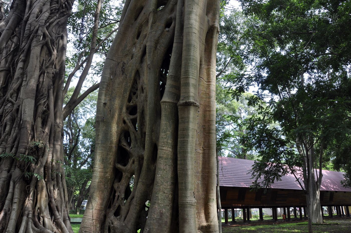 Image of genus Ficus specimen.