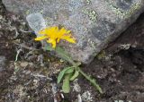 Crepis chrysantha. Цветущее растение. Камчатский край, Елизовский р-н, природный парк \"Вулканы Камчатки\", южный участок, кластер \"Налычевский\", памятник природы экструзия «Верблюд», мохово-лишайниковая горная тундра. 11.08.2024.