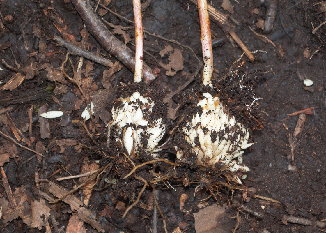 Image of Lilium debile specimen.