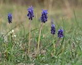 Muscari neglectum. Цветущие растения. Краснодарский край, Крымский р-н, окр. станицы Неберджаевская, пушистодубово-грабинниковое редколесье на задернованном скальном обнажении из новороссийского флиша. 02.04.2025.