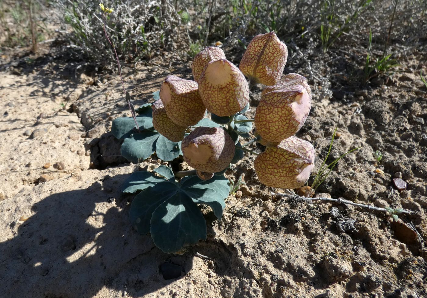 Image of Leontice incerta specimen.