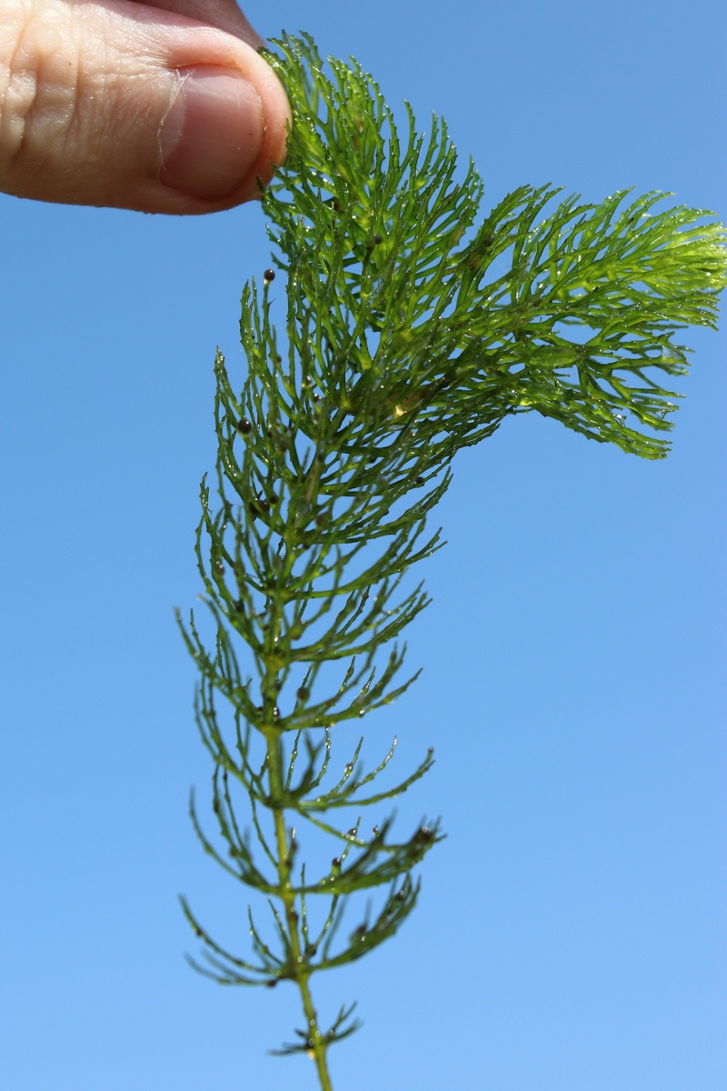 Image of Ceratophyllum demersum specimen.