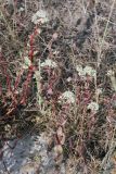 Смотреть изображение Hylotelephium stepposum