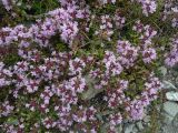 Смотреть изображение Thymus seravschanicus