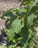 View full-size image Verbascum laxum