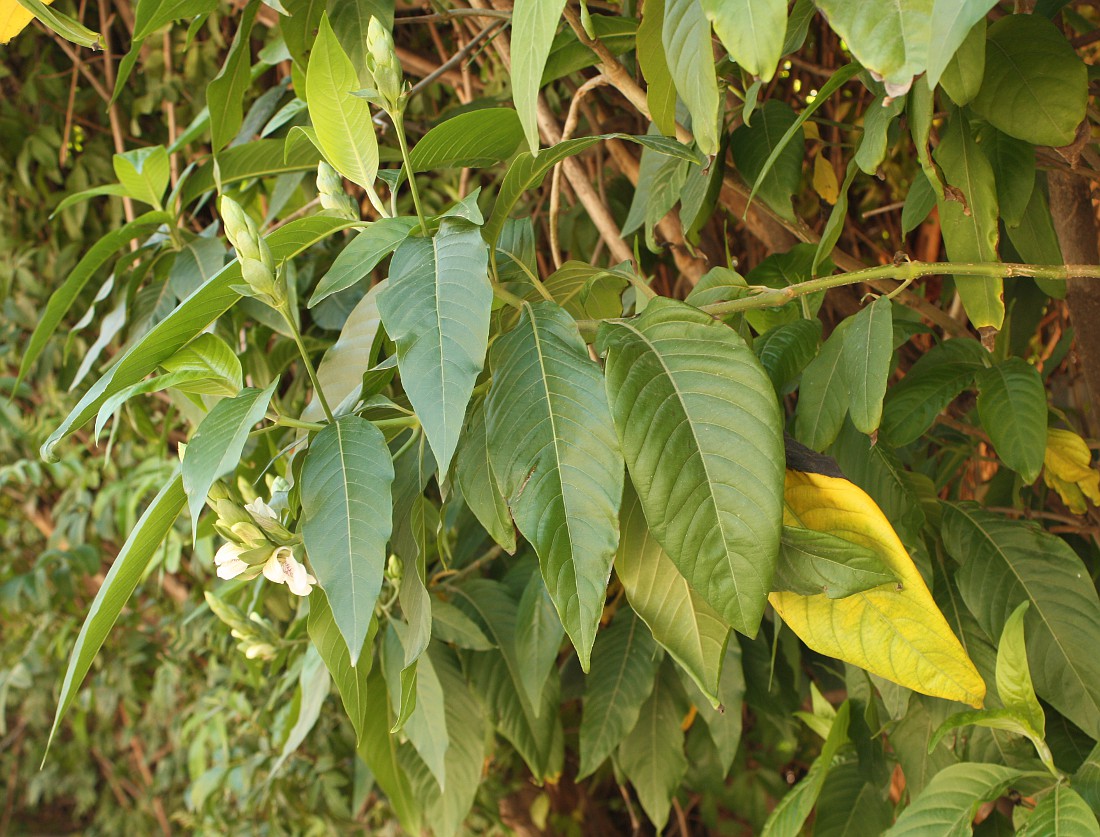 Image of Justicia adhatoda specimen.