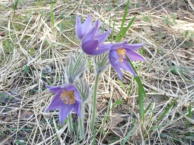 Изображение особи Pulsatilla patens.