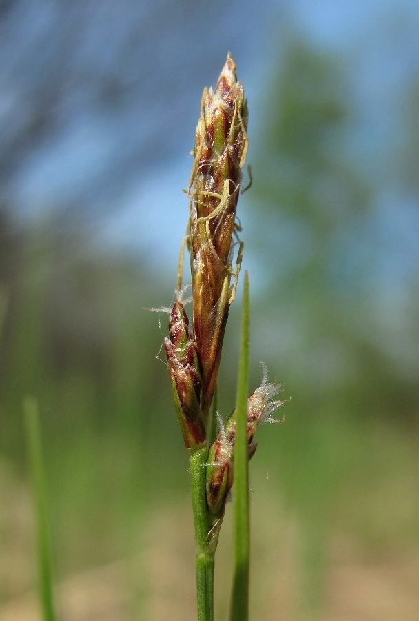 Image of Carex globularis specimen.