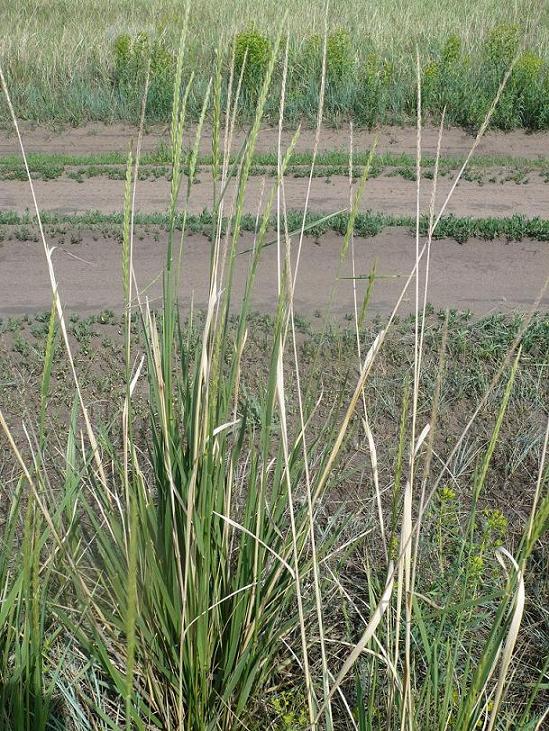 Image of genus Leymus specimen.