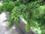 Picea glehnii. Побеги. Сахалин, окр. г. Южно-Сахалинска, лесопарковая зона. Август 2010 г.