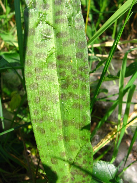 Image of Dactylorhiza baltica specimen.