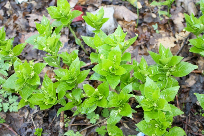 Изображение особи Mercurialis perennis.