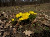 Adonis vernalis