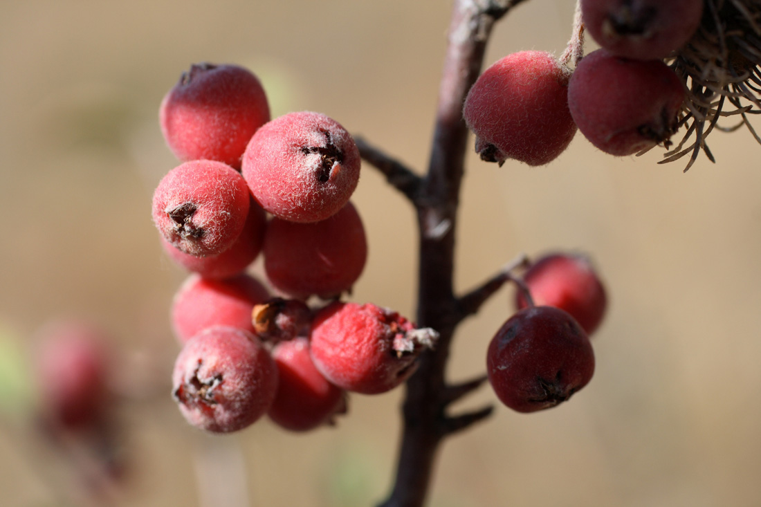 Image of Cotoneaster oliganthus specimen.