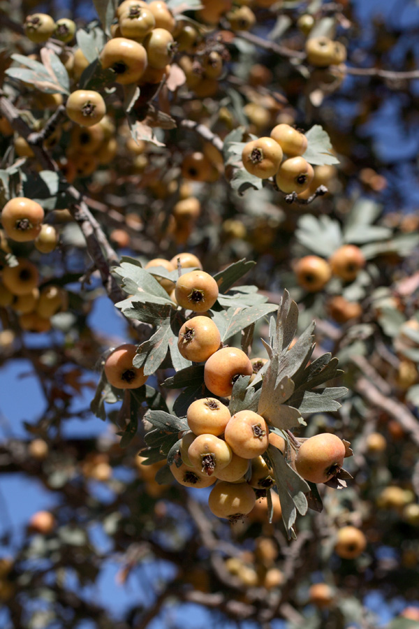 Изображение особи Crataegus pontica.