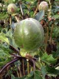 Datura variety inermis