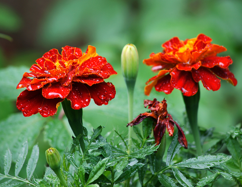 Image of Tagetes patula specimen.