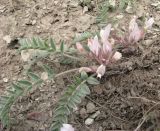 Astragalus testiculatus