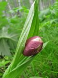 Cypripedium macranthos