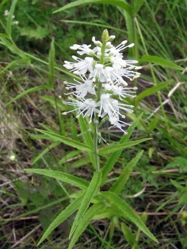 Image of Veronica longifolia specimen.