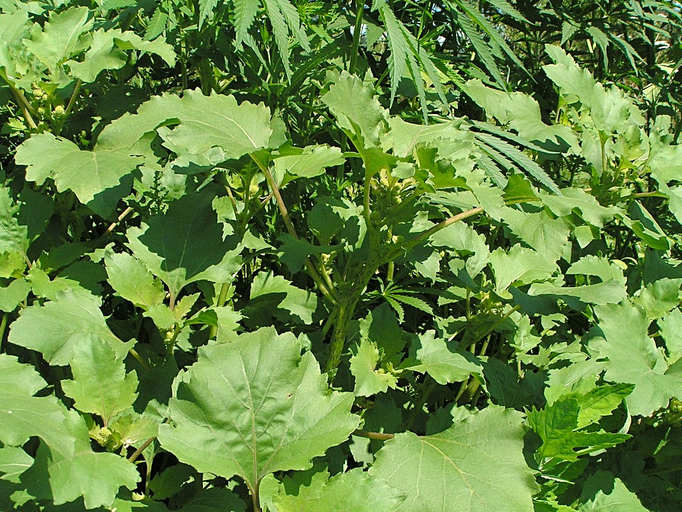 Image of Xanthium orientale specimen.