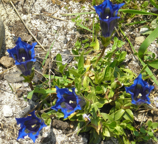 Изображение особи Gentiana dinarica.