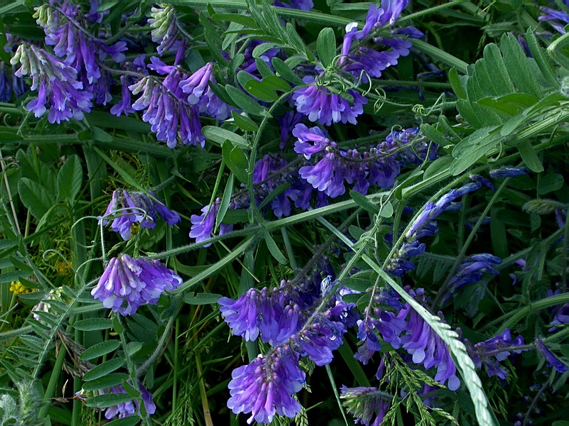 Изображение особи Vicia villosa.