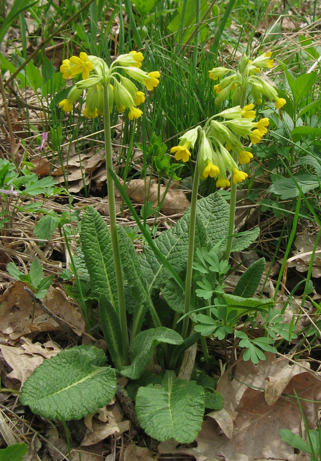 Изображение особи Primula macrocalyx.