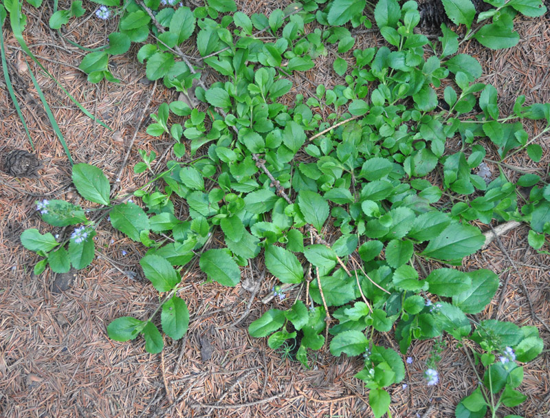 Image of Veronica officinalis specimen.