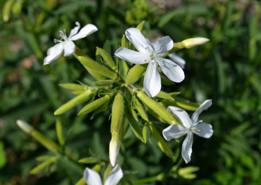 Image of Saponaria officinalis specimen.