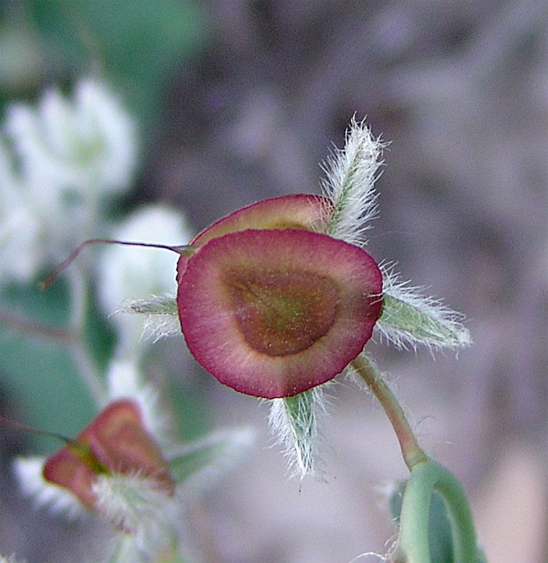 Image of Rindera tetraspis specimen.