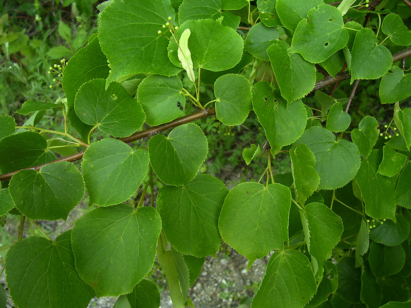 Изображение особи Tilia cordata.