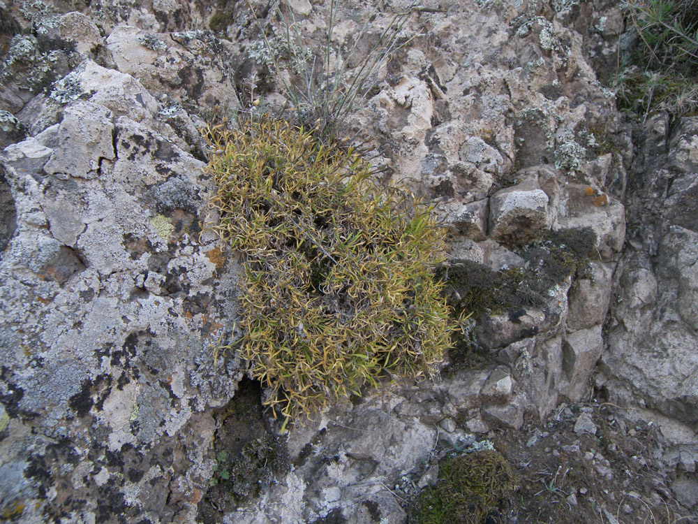 Image of Silene meyeri specimen.