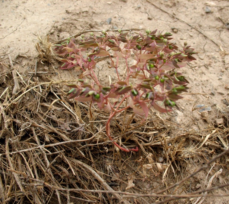 Image of genus Euphorbia specimen.